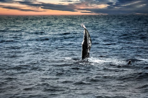 Pectoral fin of humpback whale