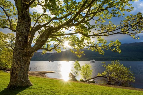 Maple tree on lake shore at sunrise in spring