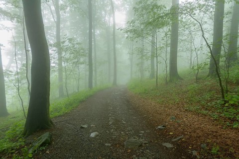 Path in mountain forest on a misty morning on mountain peak