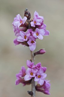 Mezereon