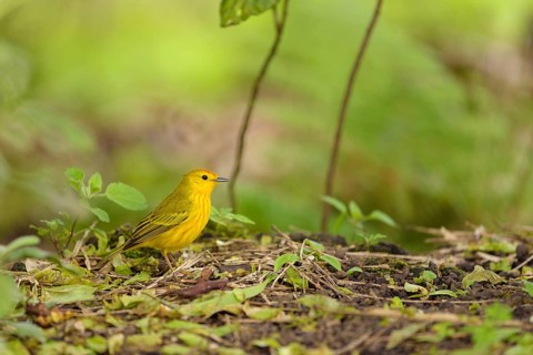 Yellow yellow warbler