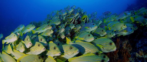 Very big school of Ribboned sweetlips