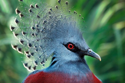 Southern Crowned Pigeon