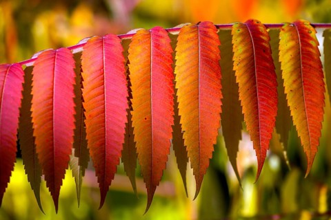 Leaf of the staghorn sumac