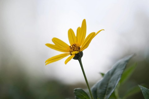 Jerusalem artichoke