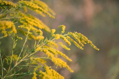 Canada goldenrod