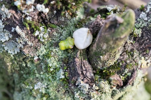 European mistletoe