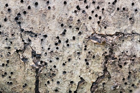 Deadwood pile as natural insect nesting aid