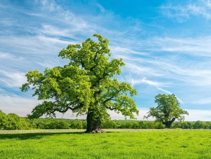 Meadow with old gnarled solitary english oak