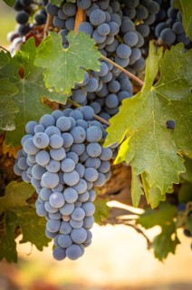 Beautiful lush wine grape in the vineyard