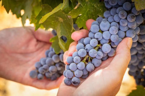 Woman hands hold ripe grapes in vineyard
