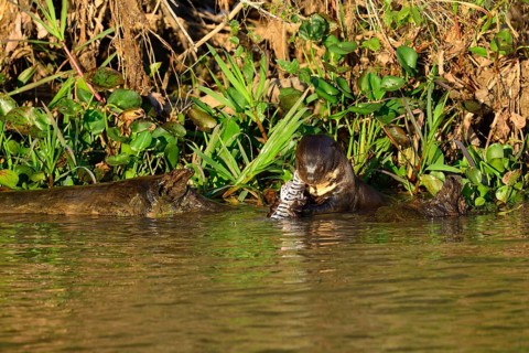 Giant otter
