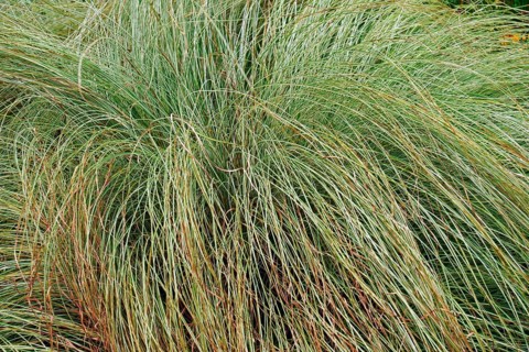 Japanese grass sedge