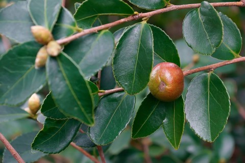 Tea oil camellia