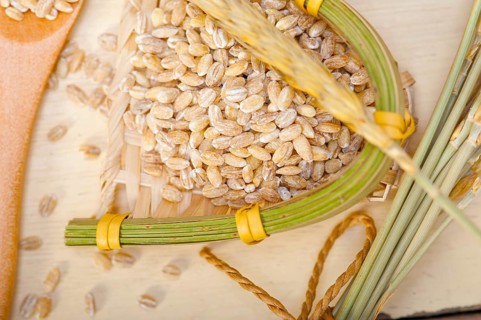 Organic barley grains over rustic wood table macro closeup
