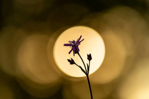 Ragged robin