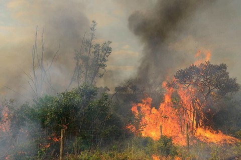 Burning vegetation in a bushfire