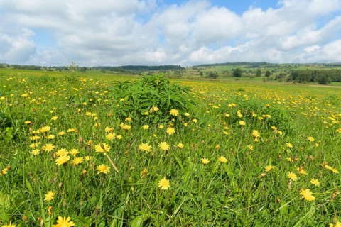 Typical Rhon landscape in summer