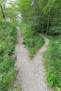 Forked forest path
