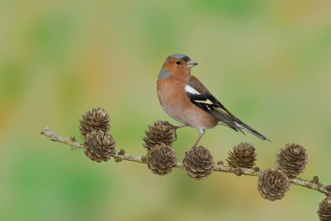 Common chaffinch