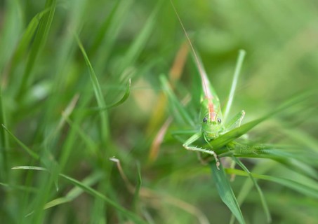 Great green bush cricket
