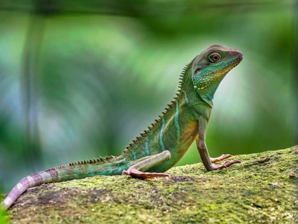 Green water dragon
