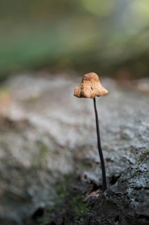 Marasmius alliaceus