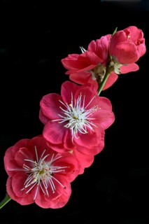 Blossoms of the Japanese peach tree