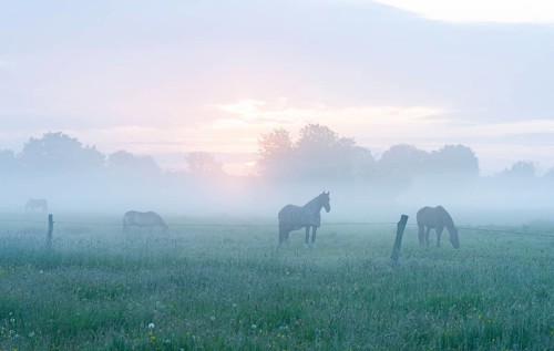 Horses in a meadow