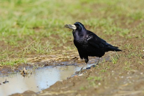Rook