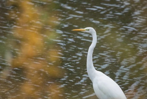 Great egret