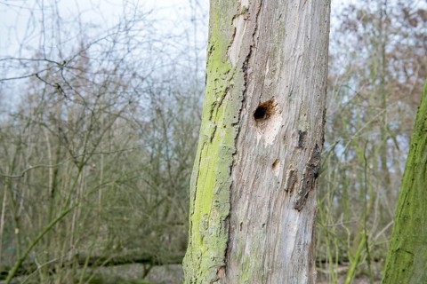Standing deadwood