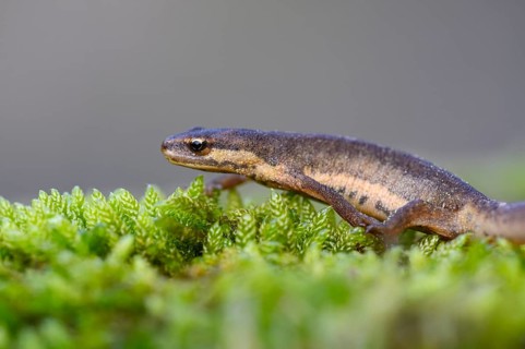 Common newt