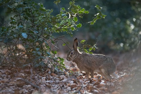 European hare