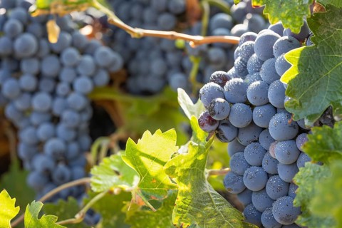 Beautiful lush wine grape bushels in the vineyard