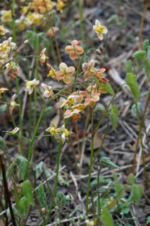 Fairy Wings Epimedium