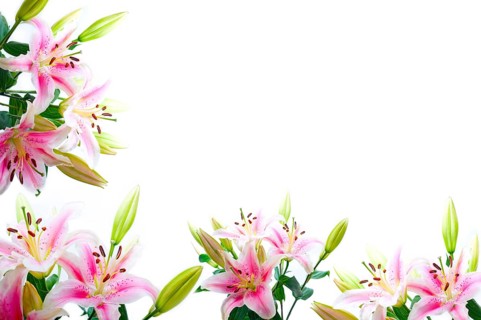 Lily flowers composition frame over white copyspace