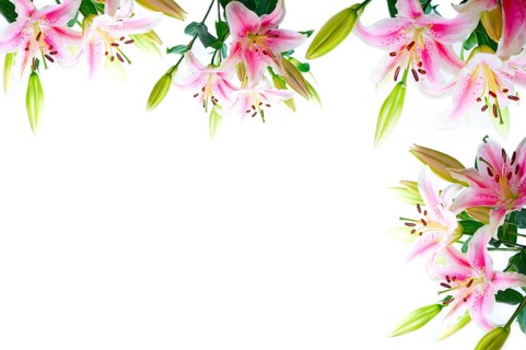 Lily flowers composition frame over white copyspace