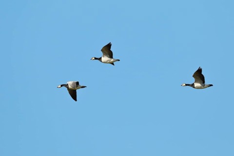Barnacle geese