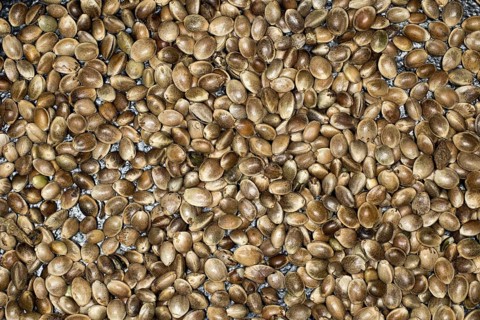 Hemp