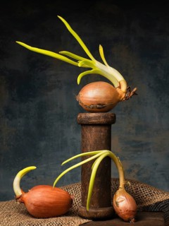 Food photography