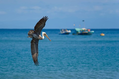 Brown pelican