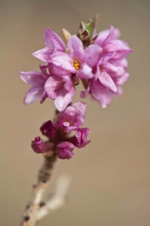 Mezereon