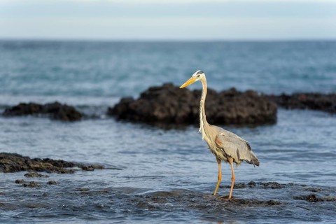 Great blue heron