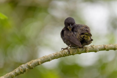 Darwin finch