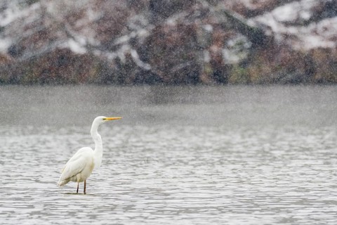 Great egret