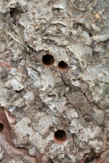 Giant woodwasp