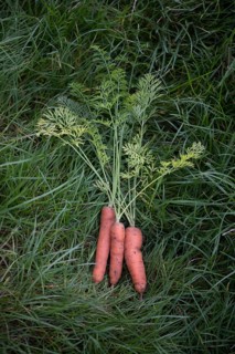 Carrot