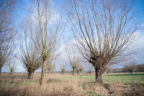 Willows