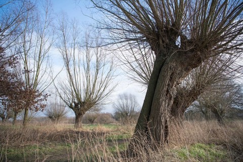 Willows